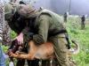 Qaddoum-dog2.pageview